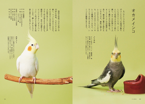 インコ　長く、楽しく飼うための本の画像
