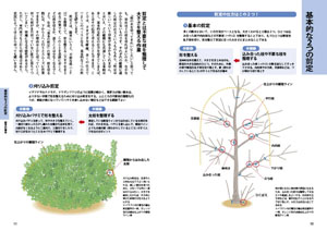 ひと目でわかる！庭木の剪定の画像