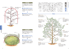 剪定もよくわかる庭に植えたい樹木と草花の画像