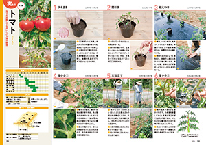 タネのとり方もわかる！おいしい野菜づくりの画像