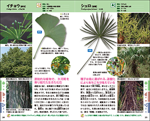 自然散策が楽しくなる！　葉っぱ・花・樹皮で見わける　樹木図鑑の画像