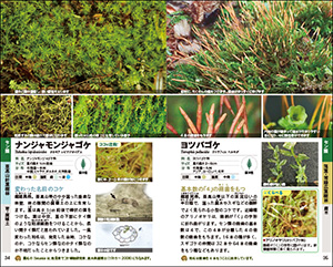 自然散策が楽しくなる！　コケ図鑑の画像